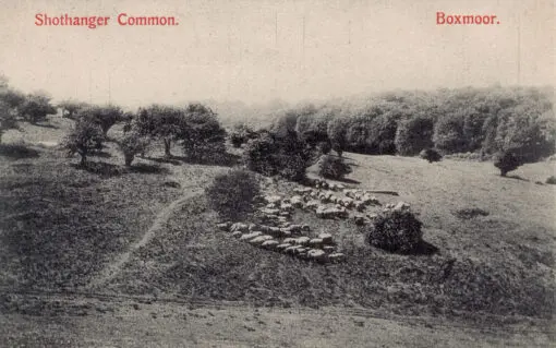 Shothanger Common